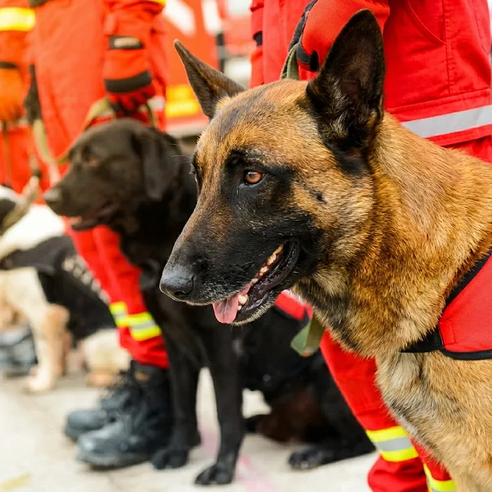 Trabajo con perros. K9 Rescate