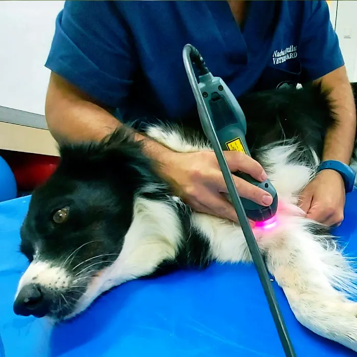 la rehabilitación canina. K9 Rescate