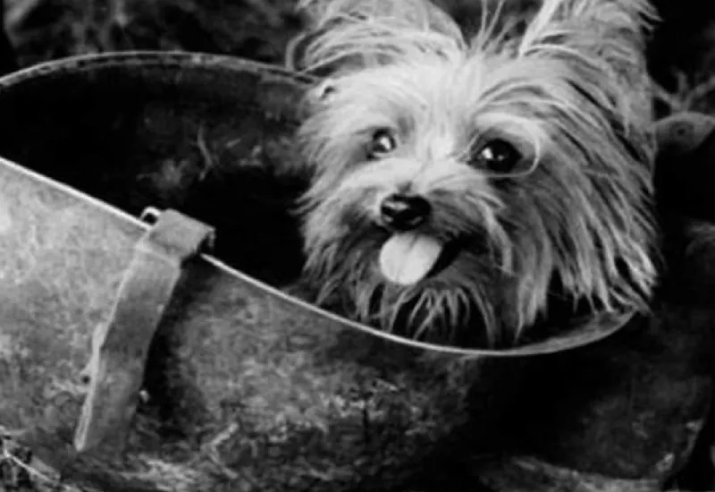 Smoky, la perrita paracaidista del Escuadrón 26. K9 Rescate