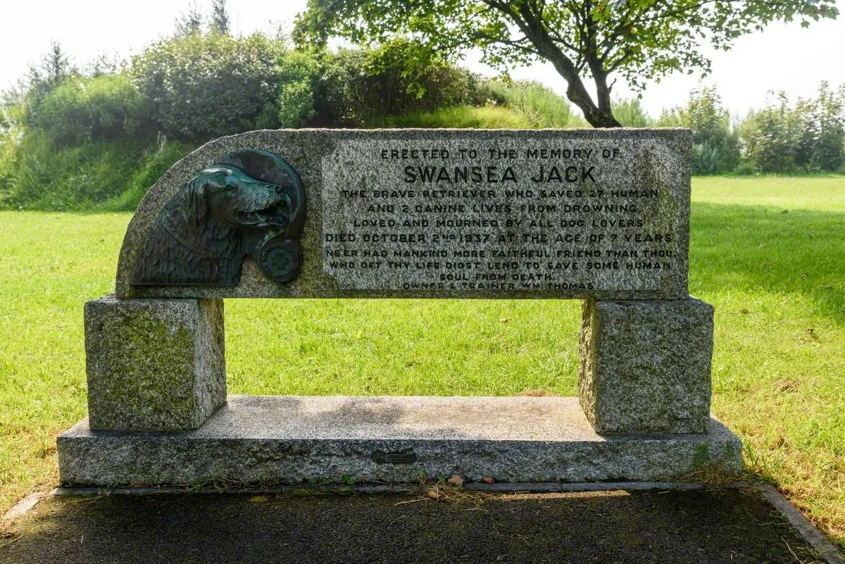 Jack, el socorrista de Swansea. K9 Rescate